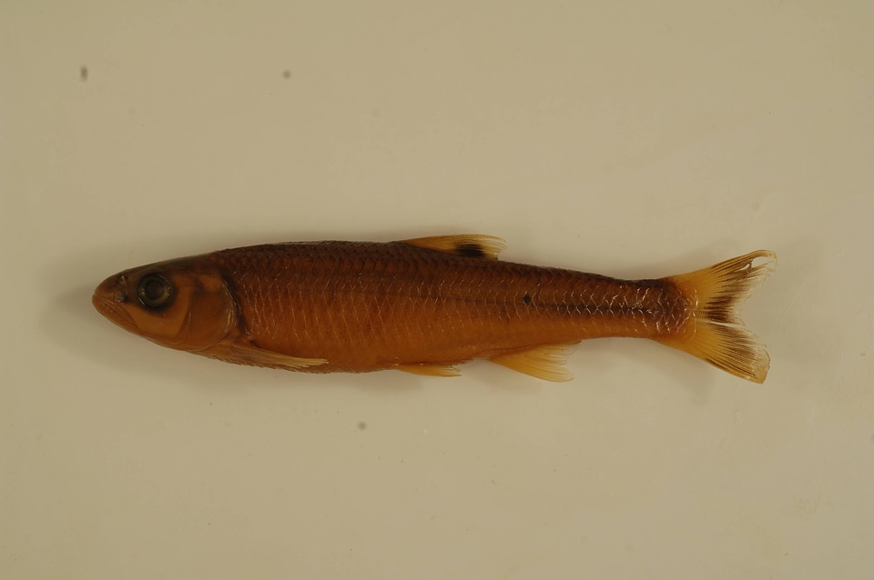Luxilus coccogenis-1