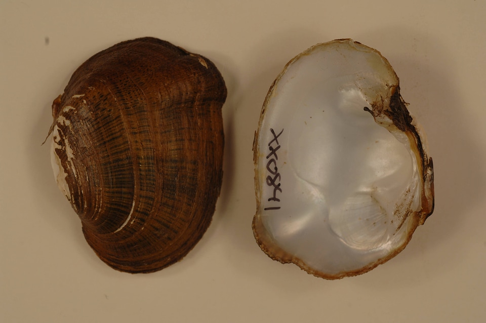 Epioblasma brevidens-2