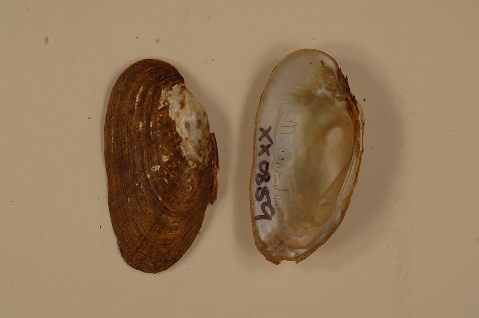 Medionidus conradicus-6
