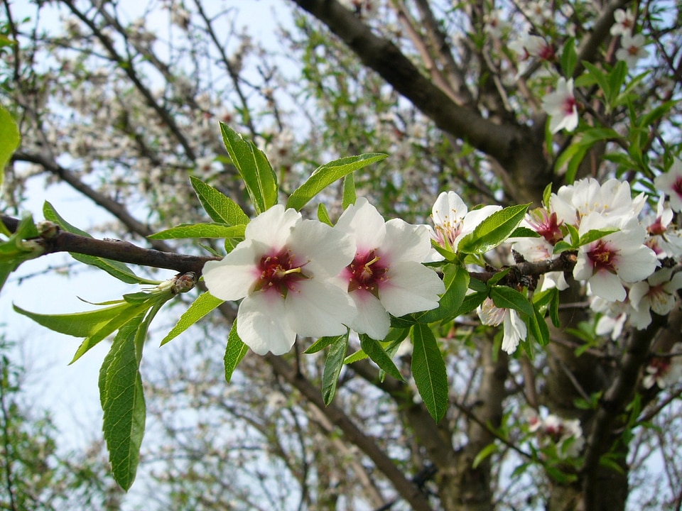 Wood garden spring