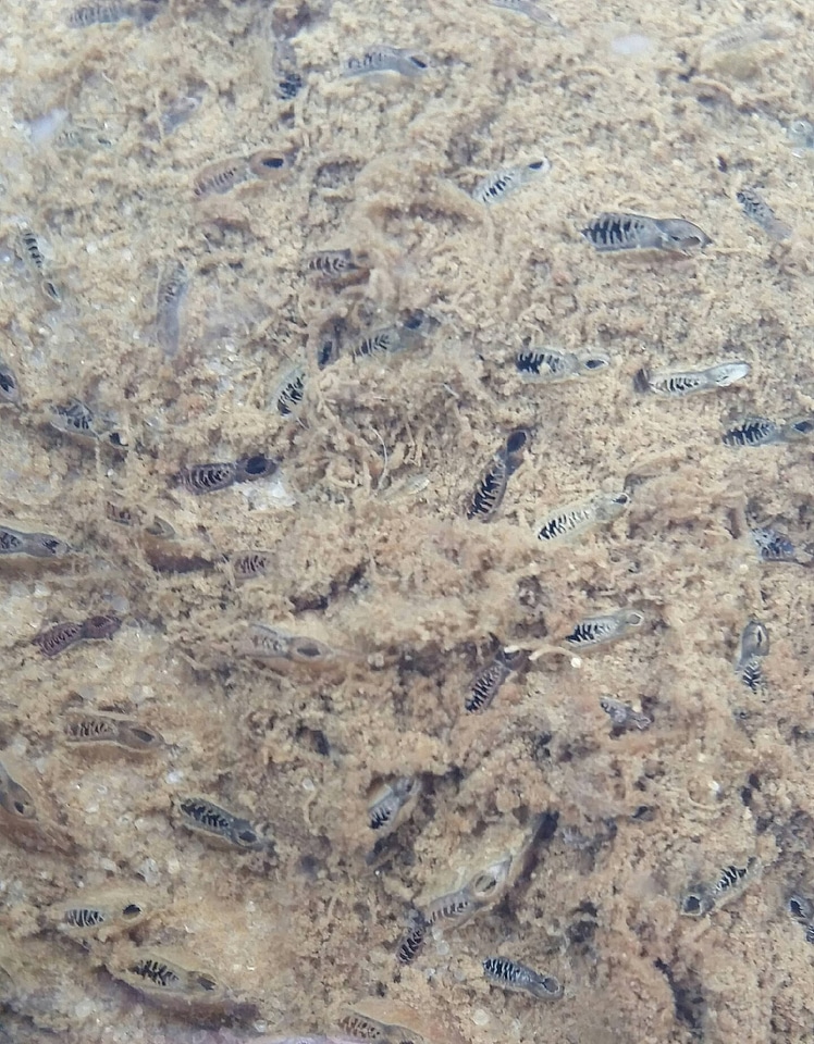 Single rearing plan with juvenile freshwater mussels