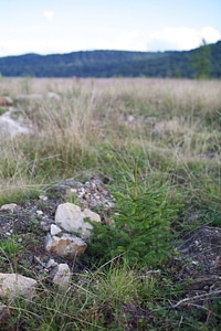 Red spruce restoration planting photo