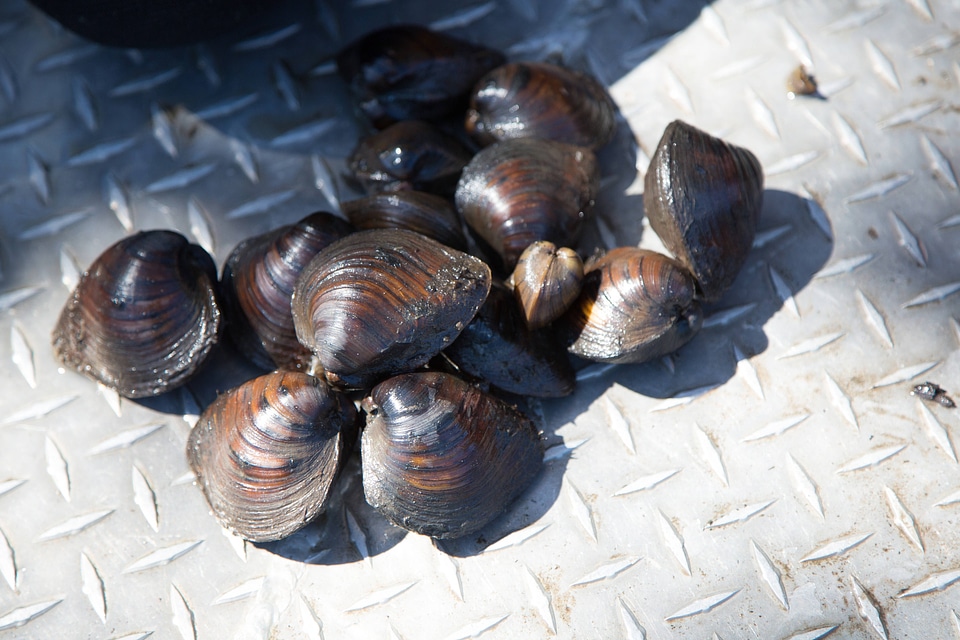 Freshwater mussels-1
