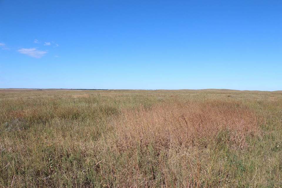 Native prairie with Big Bluestem on grassland easement