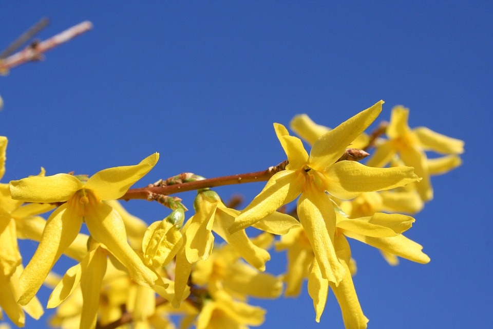 Ornamental shrub blossom bloom