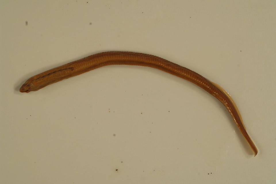 Petromyzon marinus-1