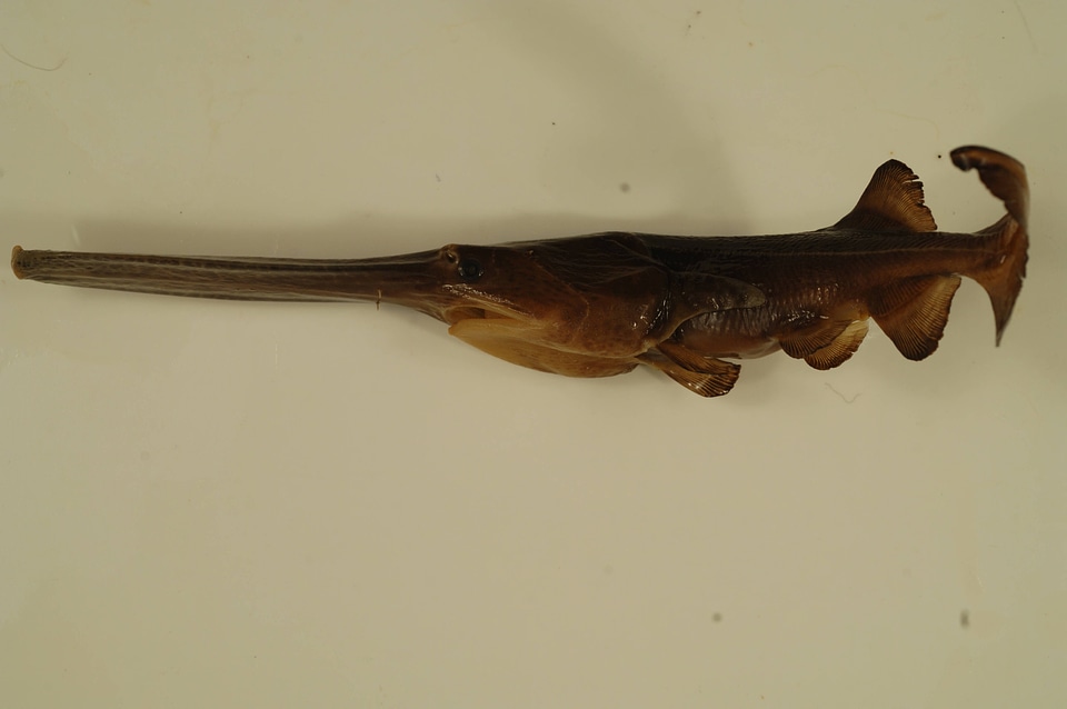 Polyodon spathula-2
