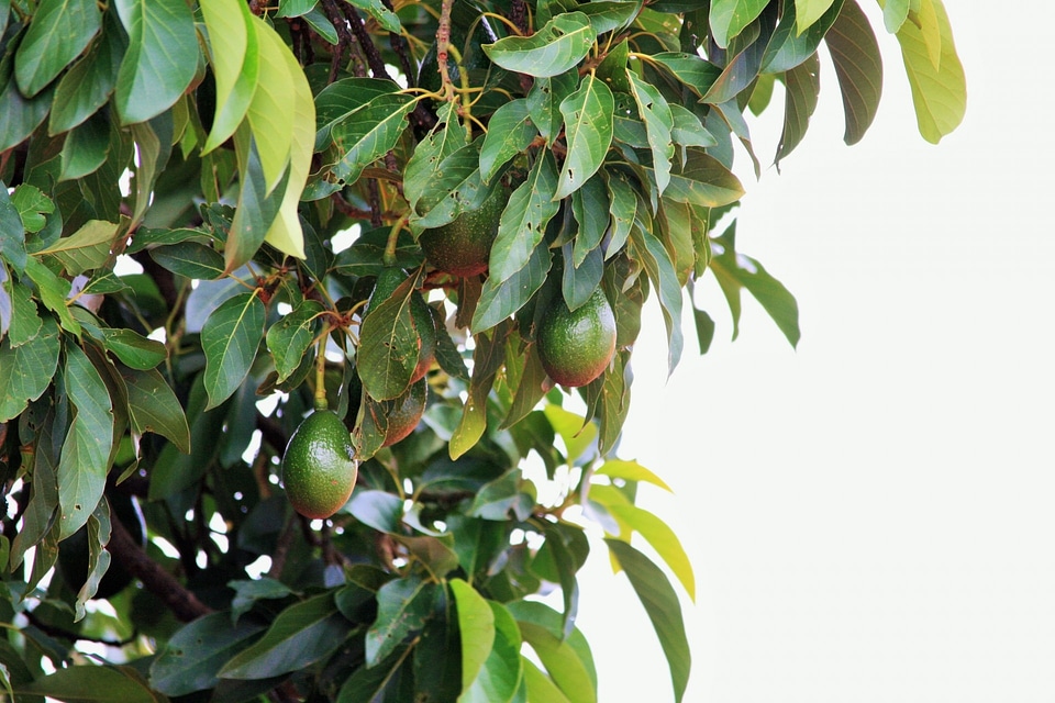Fruit green landscape