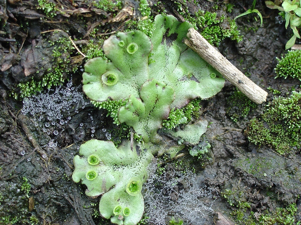Liverwort plant at Neal Smith National Wildlife Refuge