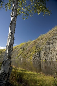 Tree with peeling bark