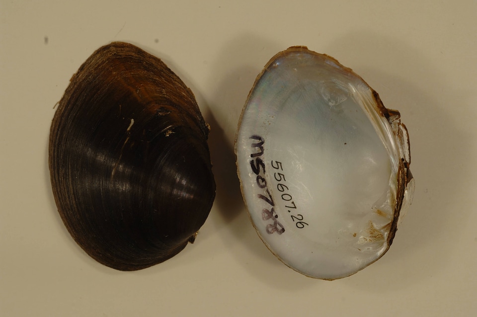 Obovaria arkansasensis