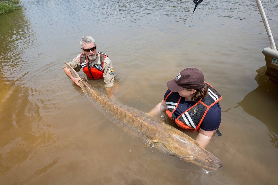 Biologists show length of Gulf sturgeon in river-2
