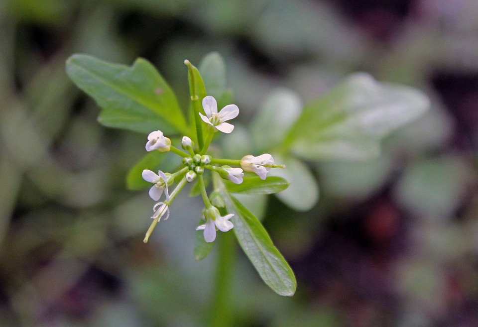Cardamine angulata