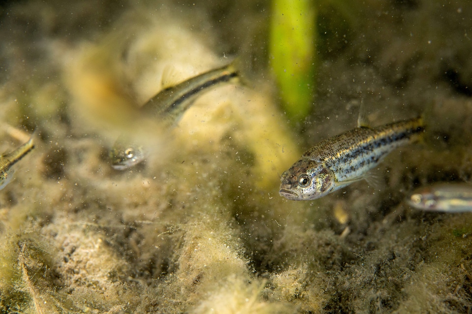 Ash Meadows Speckled Dace-4