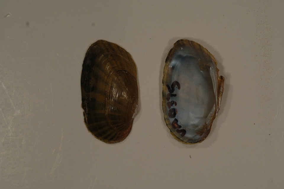 Ortmanniana ligamentina-1