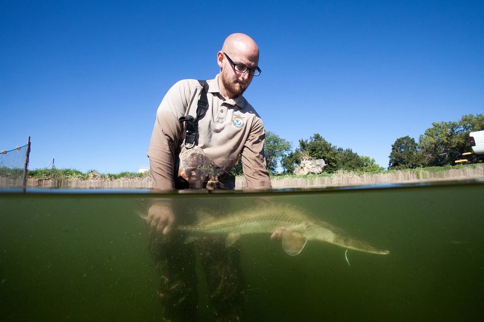 Fishery biologist surveys a Pallid sturgeon-7