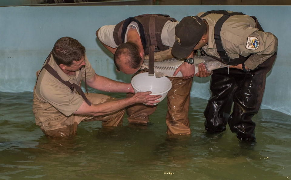 Hatchery workers spawn Endangered pallid sturgeon-5