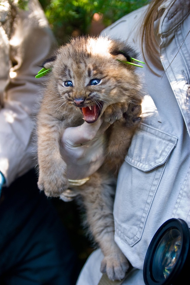 Canada Lynx kitten