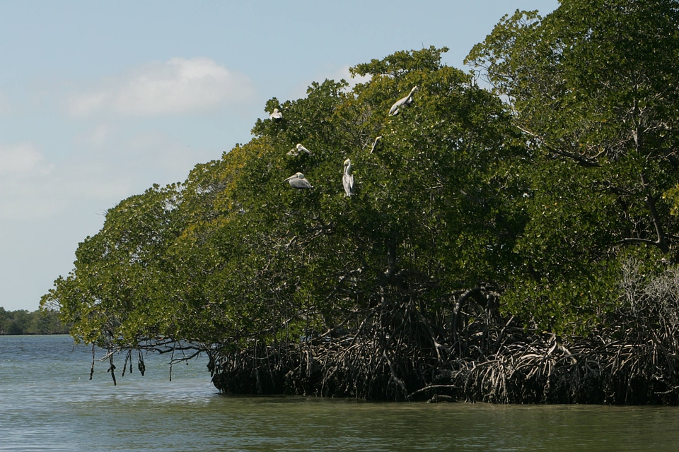 Pelicans roost in trees-2