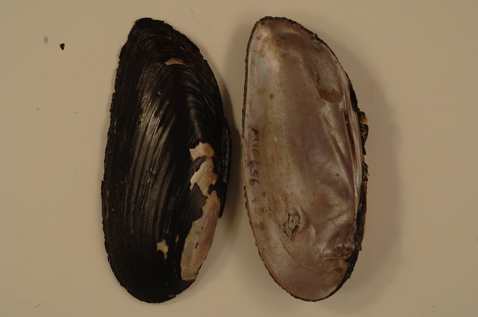 Elliptio dilatata-7