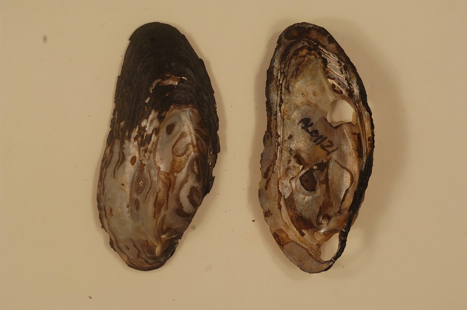 Elliptio arctata-2