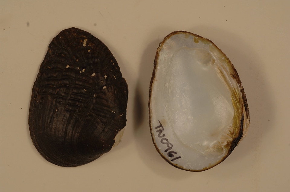 Lemiox rimosus-3