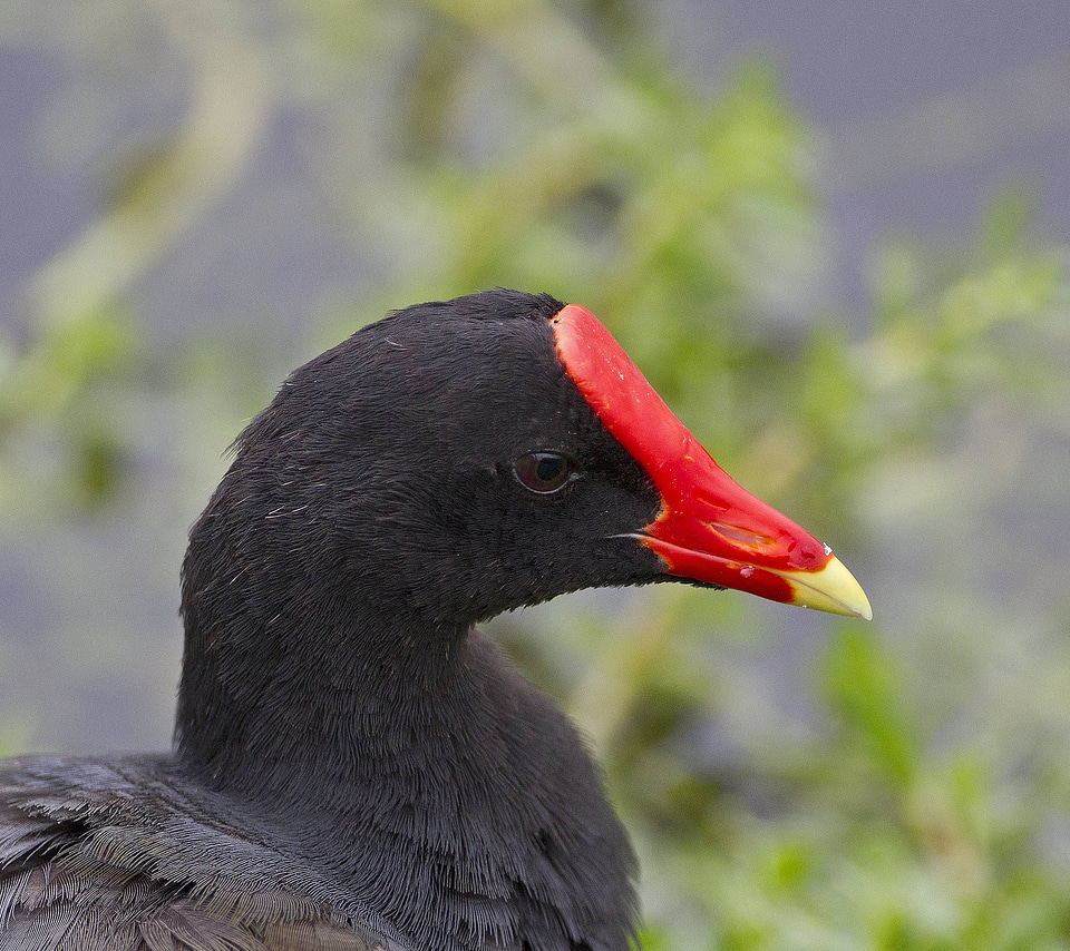‘Alae ‘Ula (Hawaiian Moorehen)-2