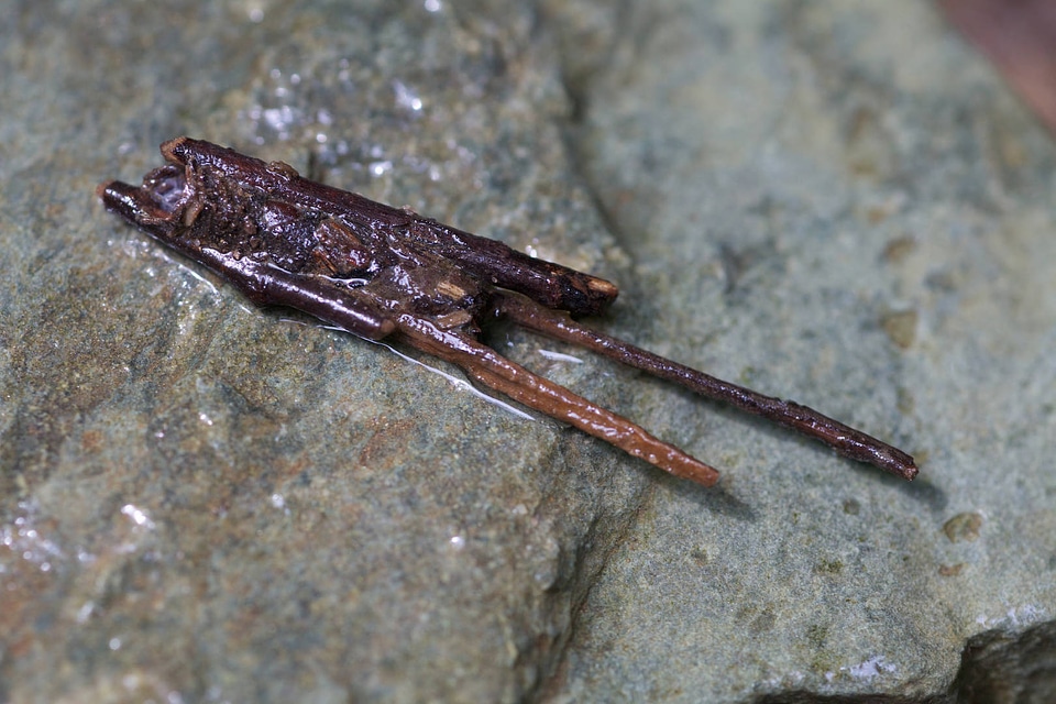 Aquatic invertebrate larvae in wood and leaf case -1