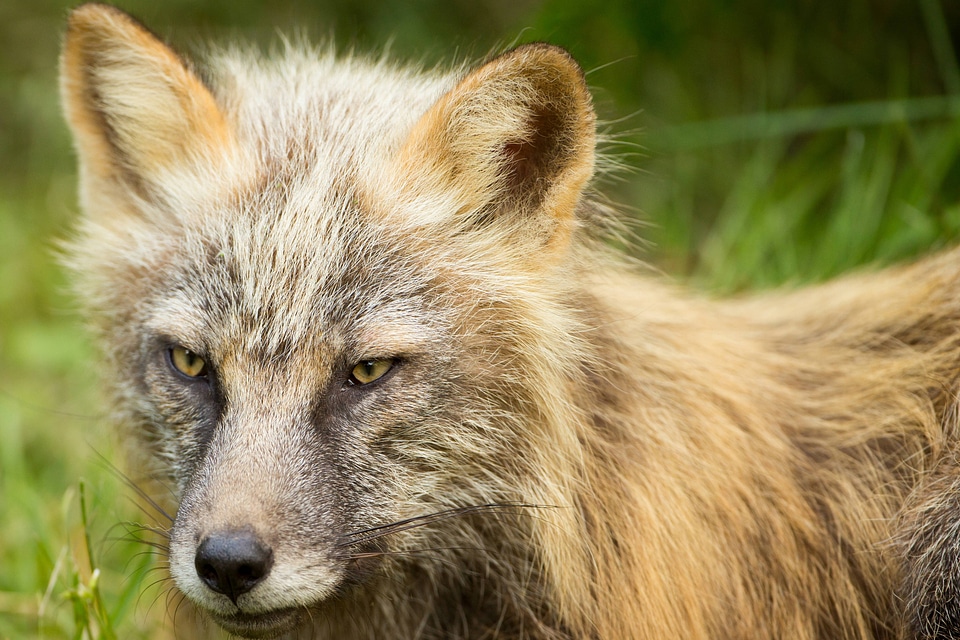 Red fox close-up-1