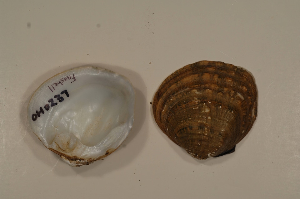 Cyprogenia stegaria-1