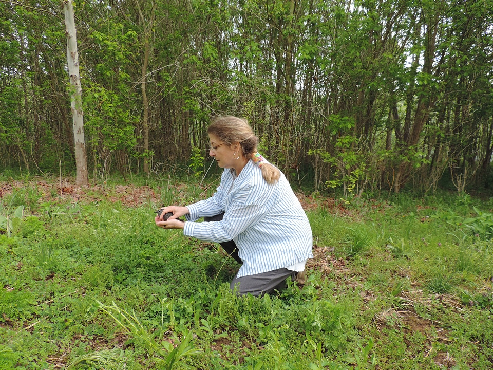 Gray Catbird release