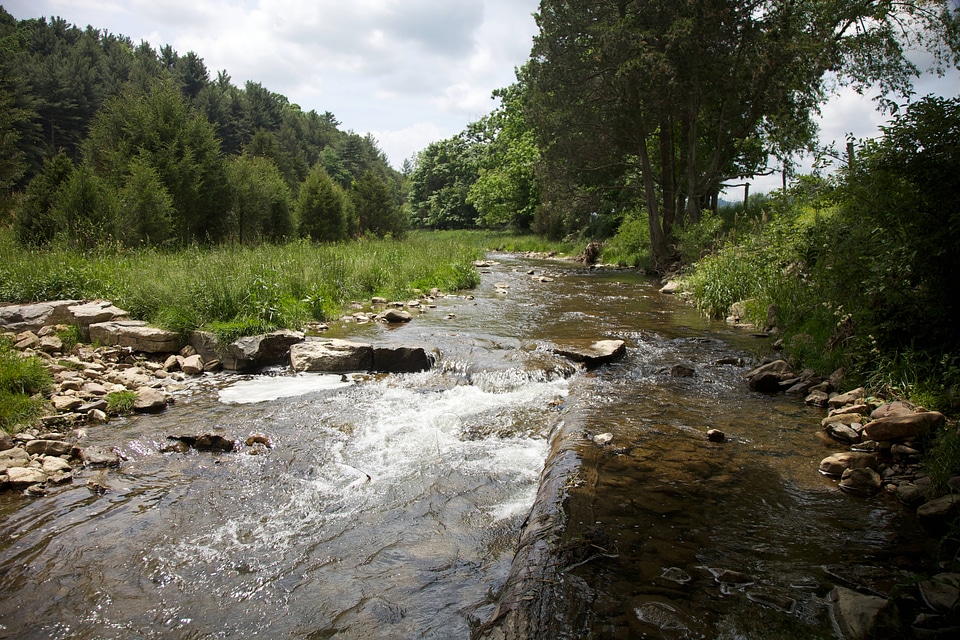 Brook trout Restoration