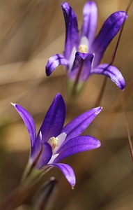 Elegant Brodiaea 