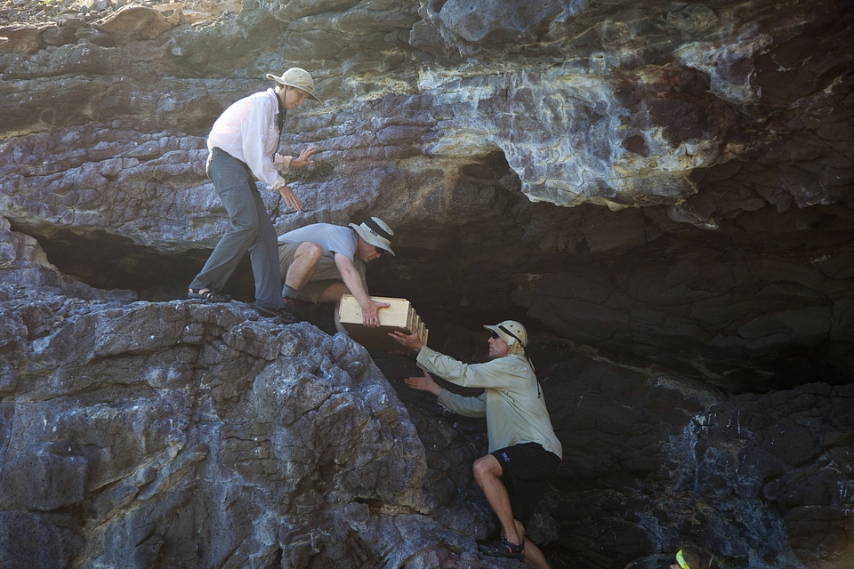 Nihoa Millerbird Translocation-2