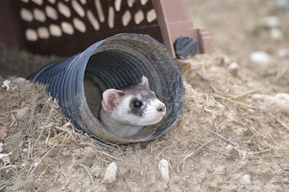 Black-footed Ferret-8
