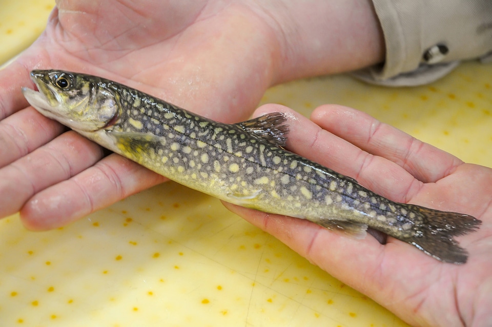 Fisheries worker aboard MV Spencer Baird holds juvenile lake trout-1 photo