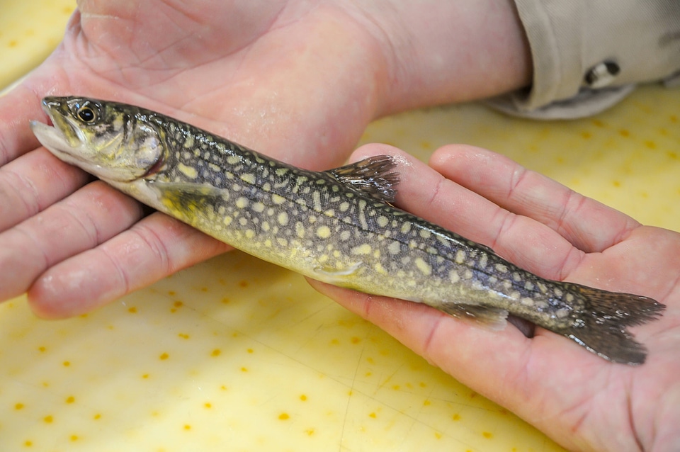 Fisheries worker aboard MV Spencer Baird holds juvenile lake trout-1