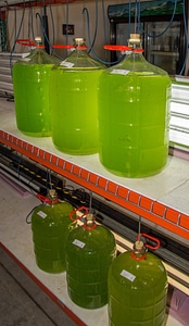 Glass jars for growing algae-3 photo