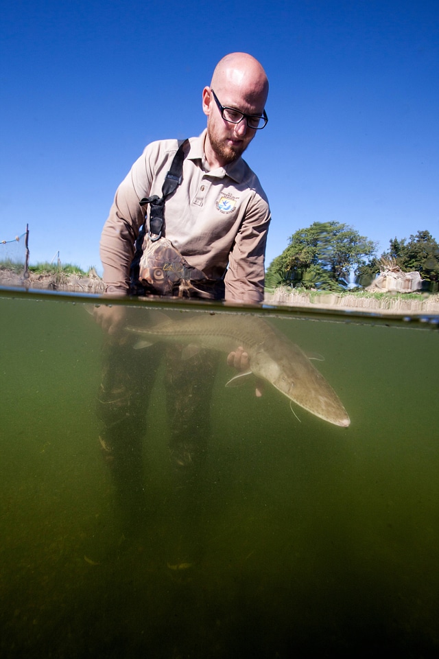 Fishery biologist surveys a Pallid sturgeon-2 photo