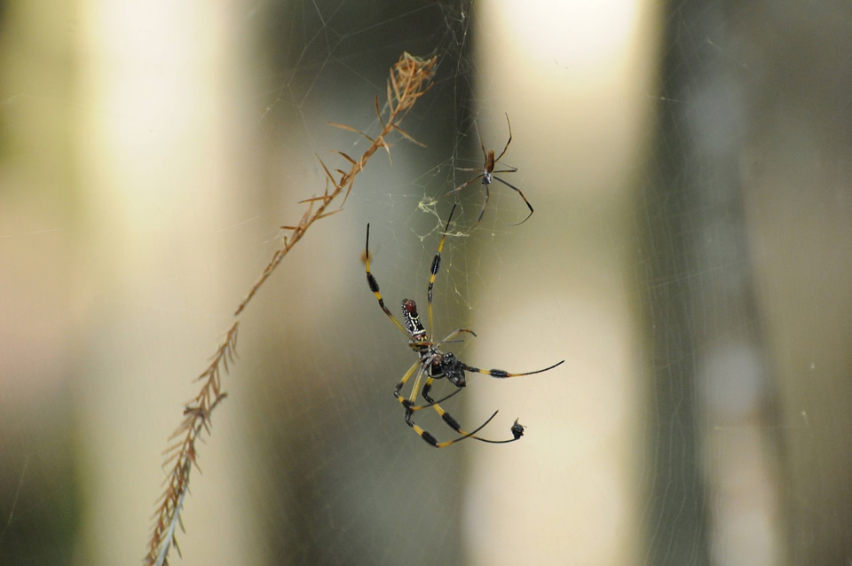 Web spinning of the Golden silk orb-weavers