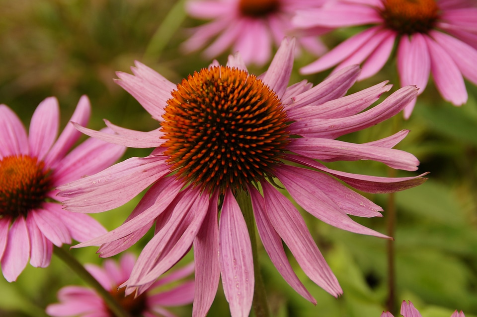 Bloom flower pink photo