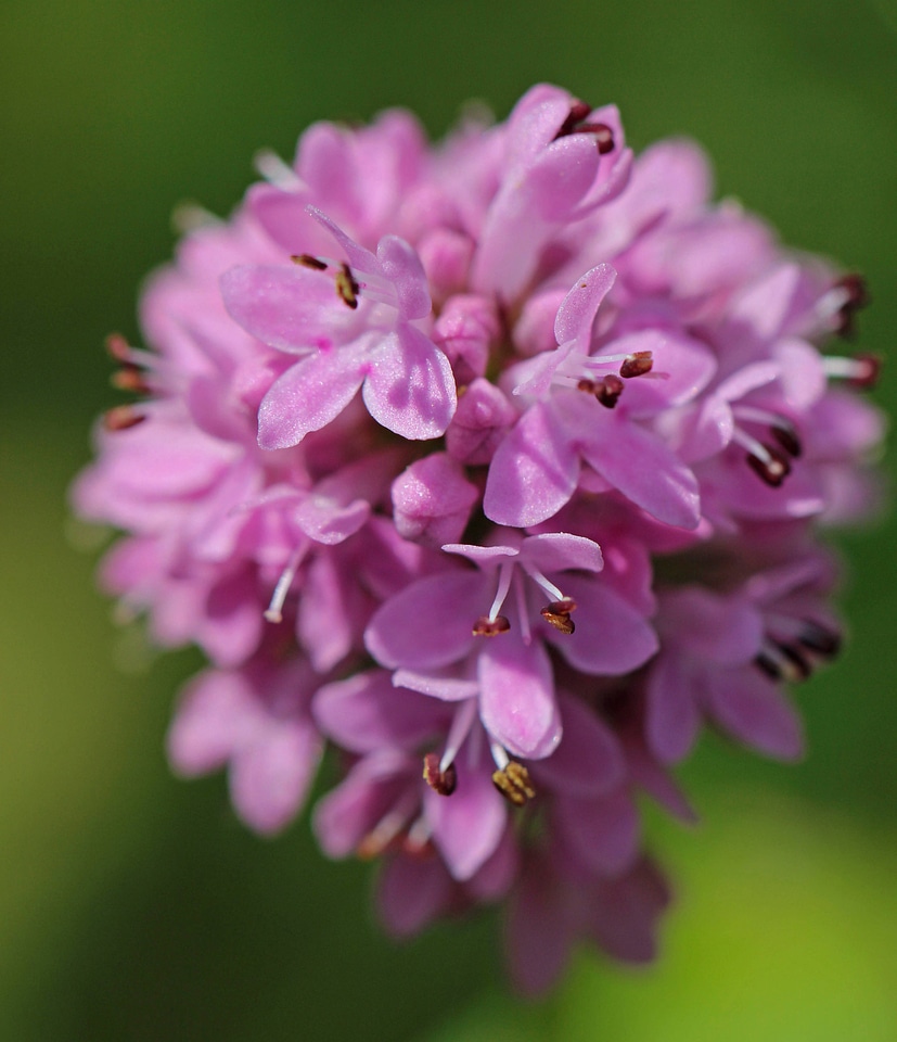 Shortspur seablush