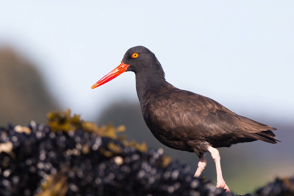 Black oystercatcher-2