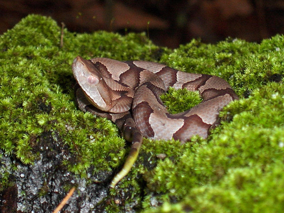 Juvenile Copperhead