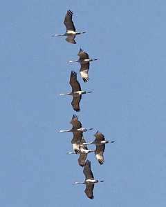 Mississippi Sandhill Crane-4