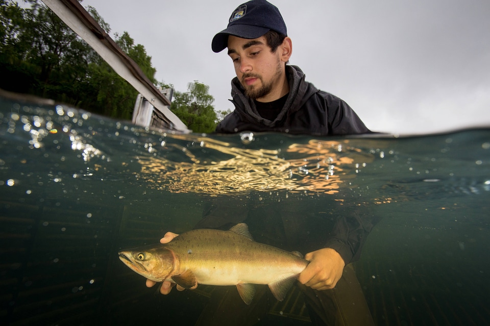 Biologist releases salmon-2