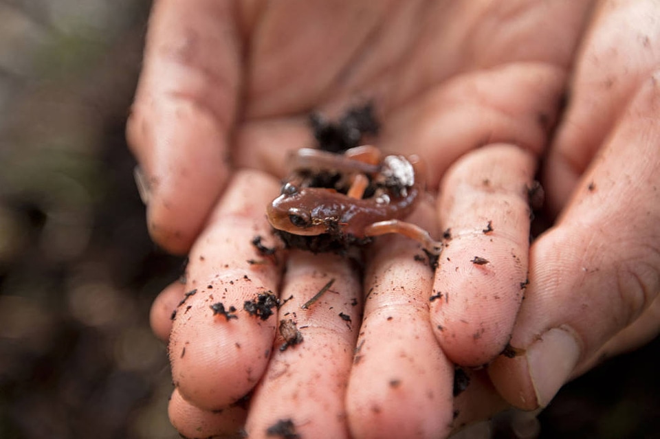 Ensatina Salamanader 