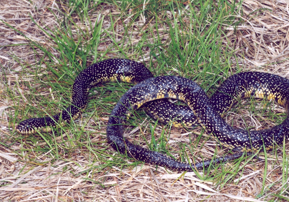 Speckled king snake