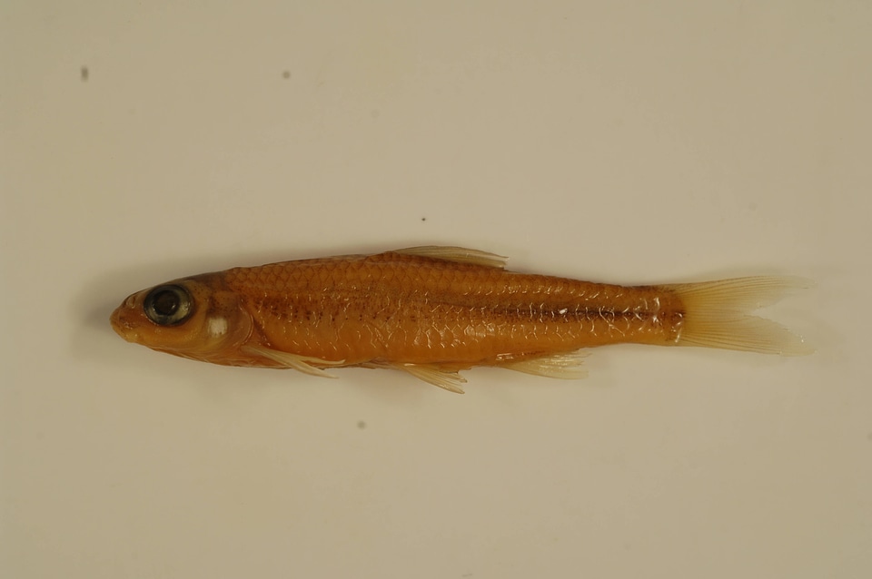 Notropis wickliffi-2