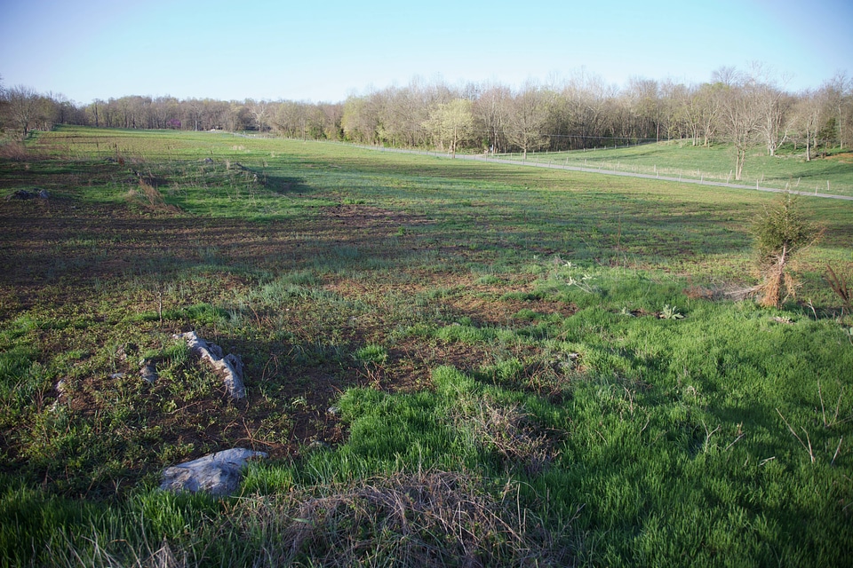 Prescribed burn regrowth of Big Bluestem grasses-4